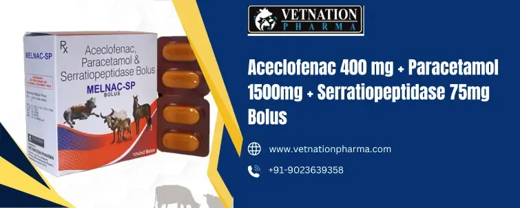 Aceclofenac 400 mg + Paracetamol 1500mg + Serratiopeptidase 75mg Bolus