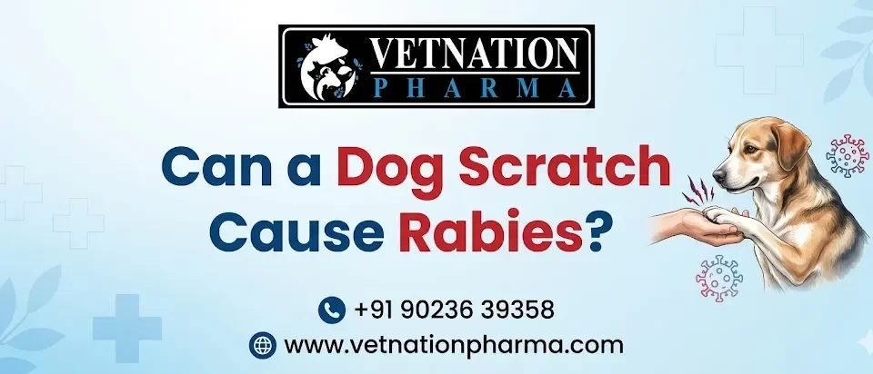 Can a Dog Scratch Cause Rabies