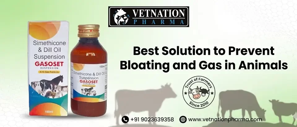 Best Solution to Prevent Bloating and Gas in Animals