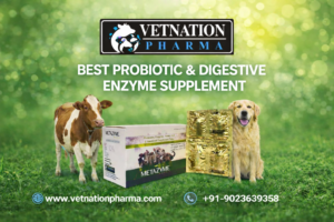 BEST PROBIOTIC AND DIGESTIVE ENZYME SUPPLEMENT
