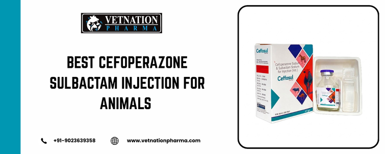 Best Cefoperazone Sulbactam injection for animals